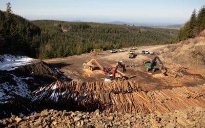 Land Clearing Solutions: Timberland Management, Logging, and Site Preparation